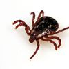 Welcome to Tick Season, Here's Everything You Need To Know